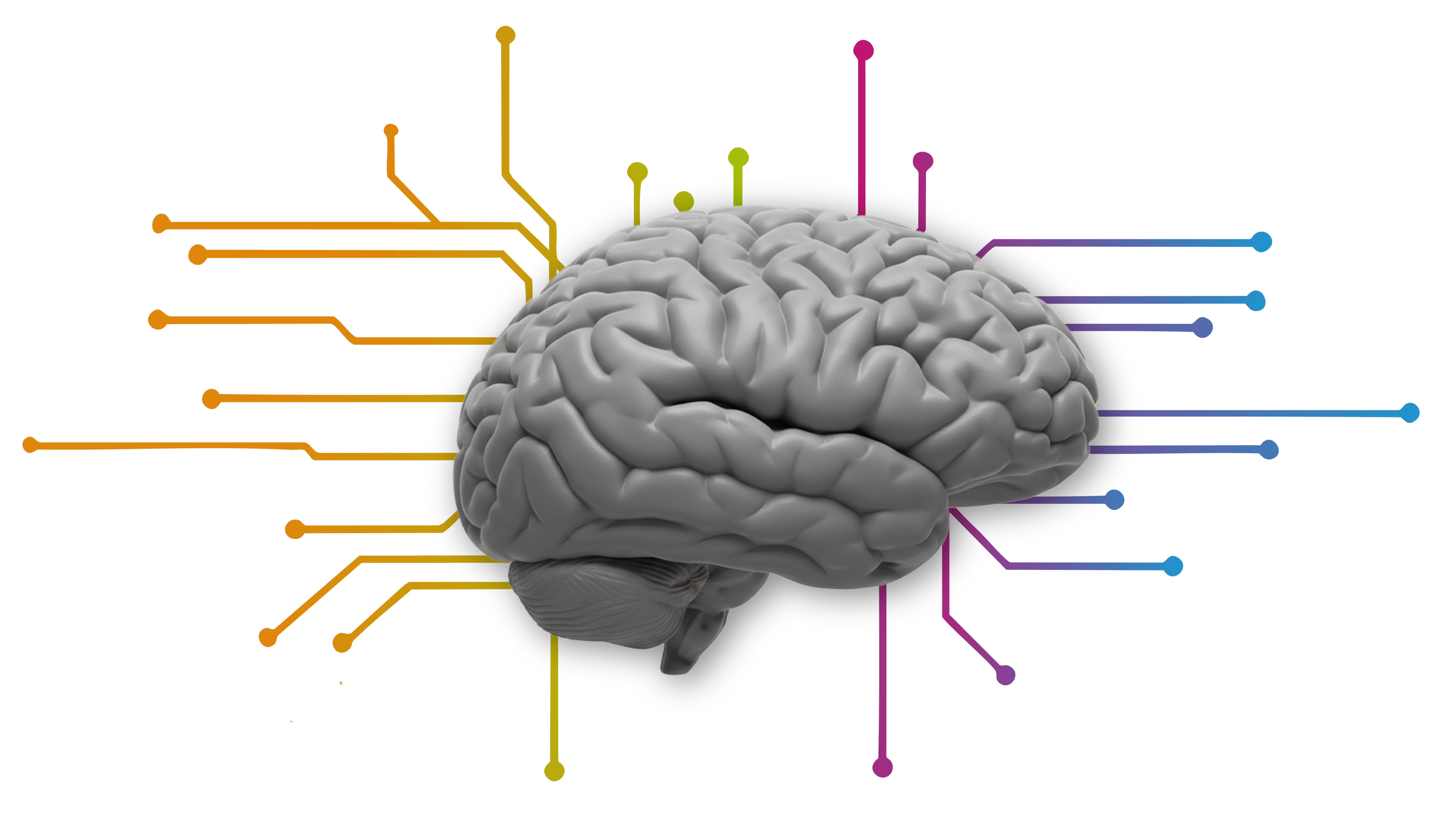 Brain Illustration